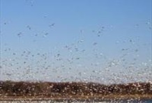 Fauna, History & Culture (Snow Geese Observation)
